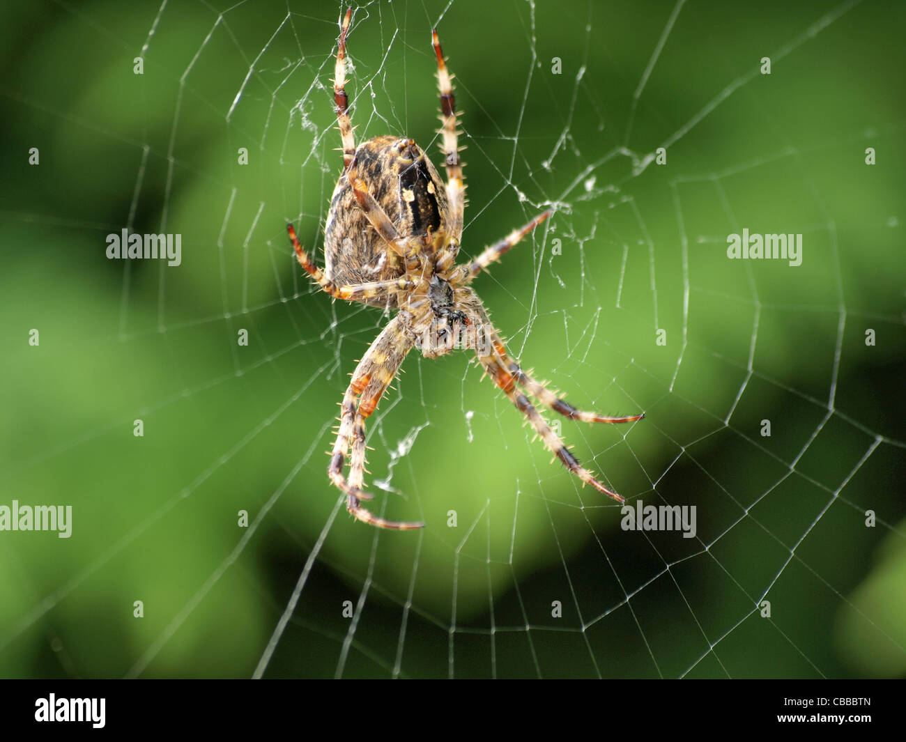 Giardino europeo spider / Araneus diadematus / Gartenkreuzspinne Foto Stock