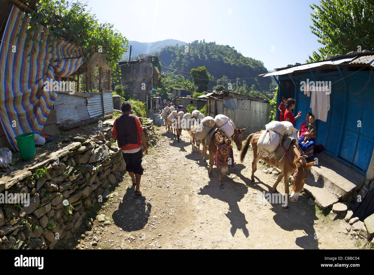 Mulo treno a Nayapul, Santuario di Annapurna Regione, Nepal, Asia Foto Stock