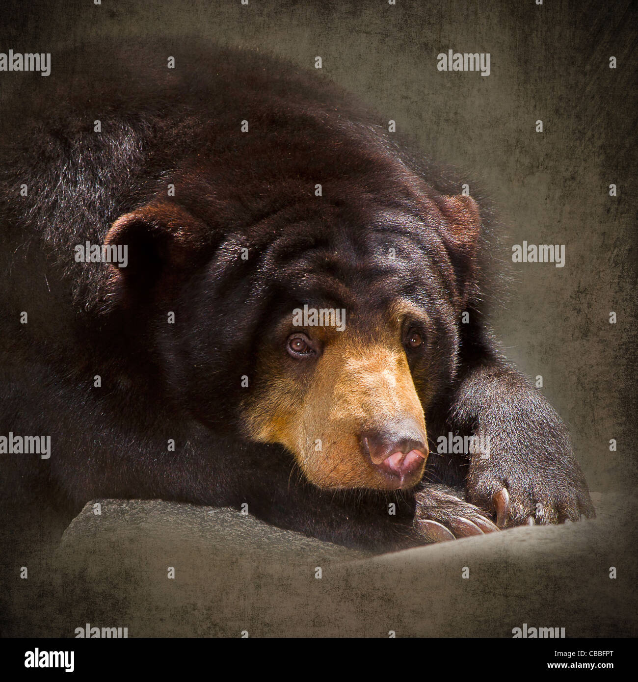 Sun Bear, Helarctos malayanus. Sun orso è noto anche come Honey Bear. È il membro più piccolo della famiglia di orso. Foto Stock