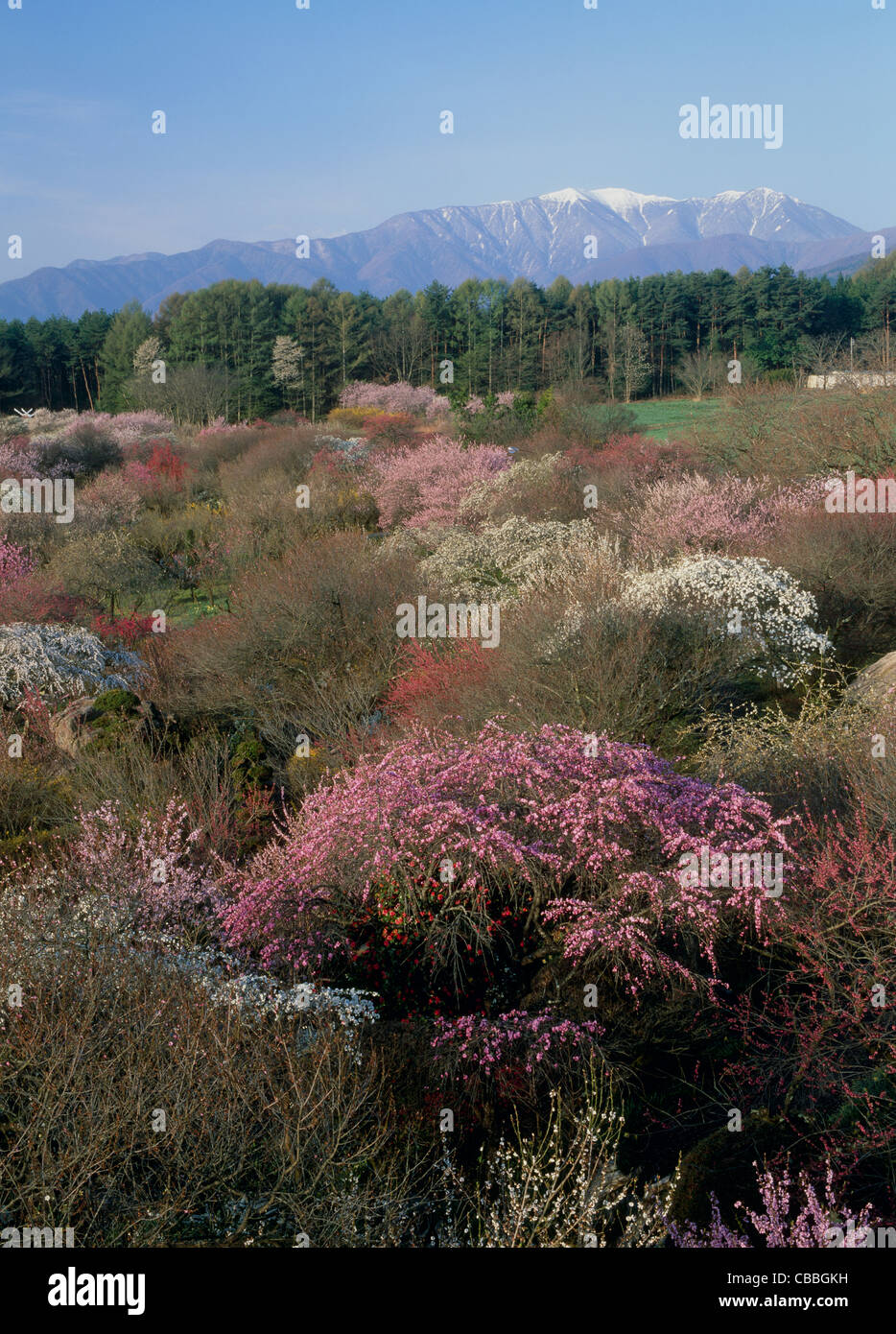 Shinshu Ina Baien, Minowa, Nagano, Giappone Foto Stock