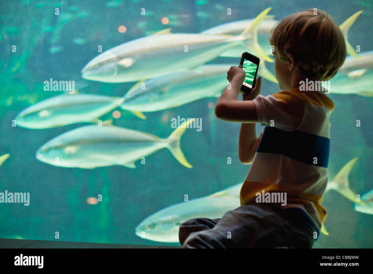 Pesci D'acquario Online Immagini e Fotos Stock - Alamy