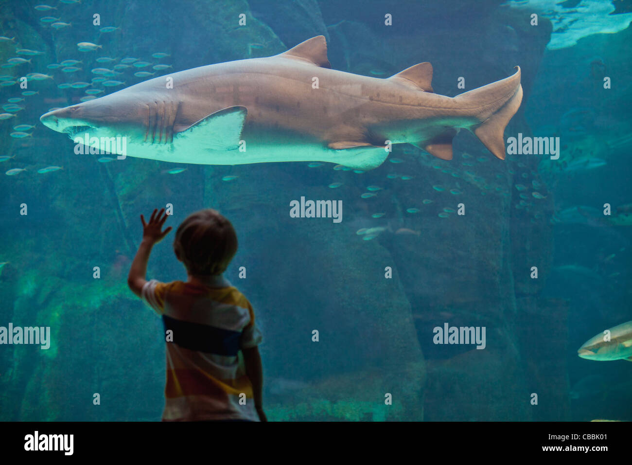 Ragazzo ammirando shark in acquario Foto Stock