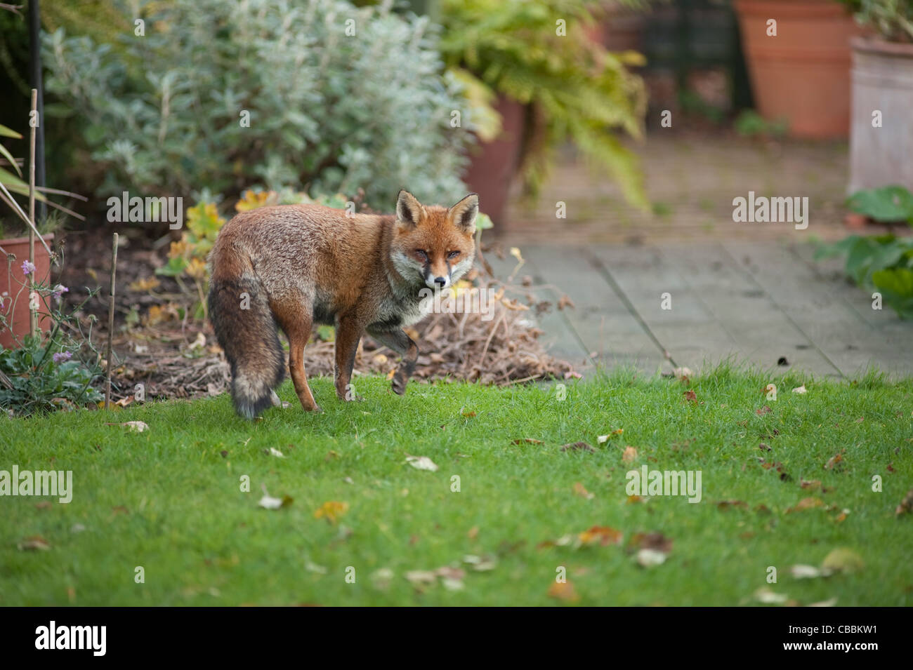 Un urbano Red Fox in piedi sul giardino prato con una zampa in aria e lo sguardo direttamente verso la telecamera in London, England, Regno Unito Foto Stock