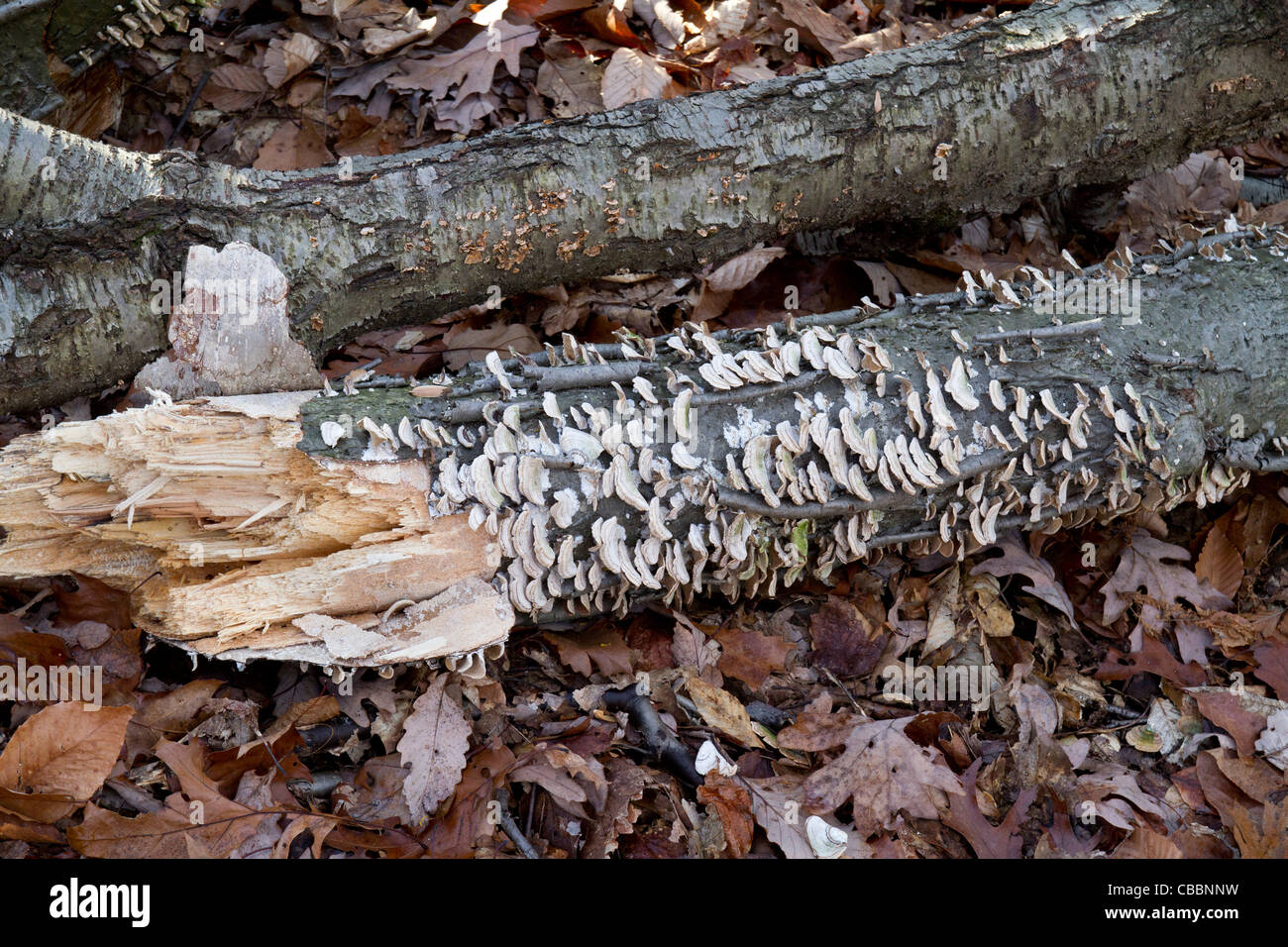 Accedere sul suolo della foresta con funghi. Foto Stock