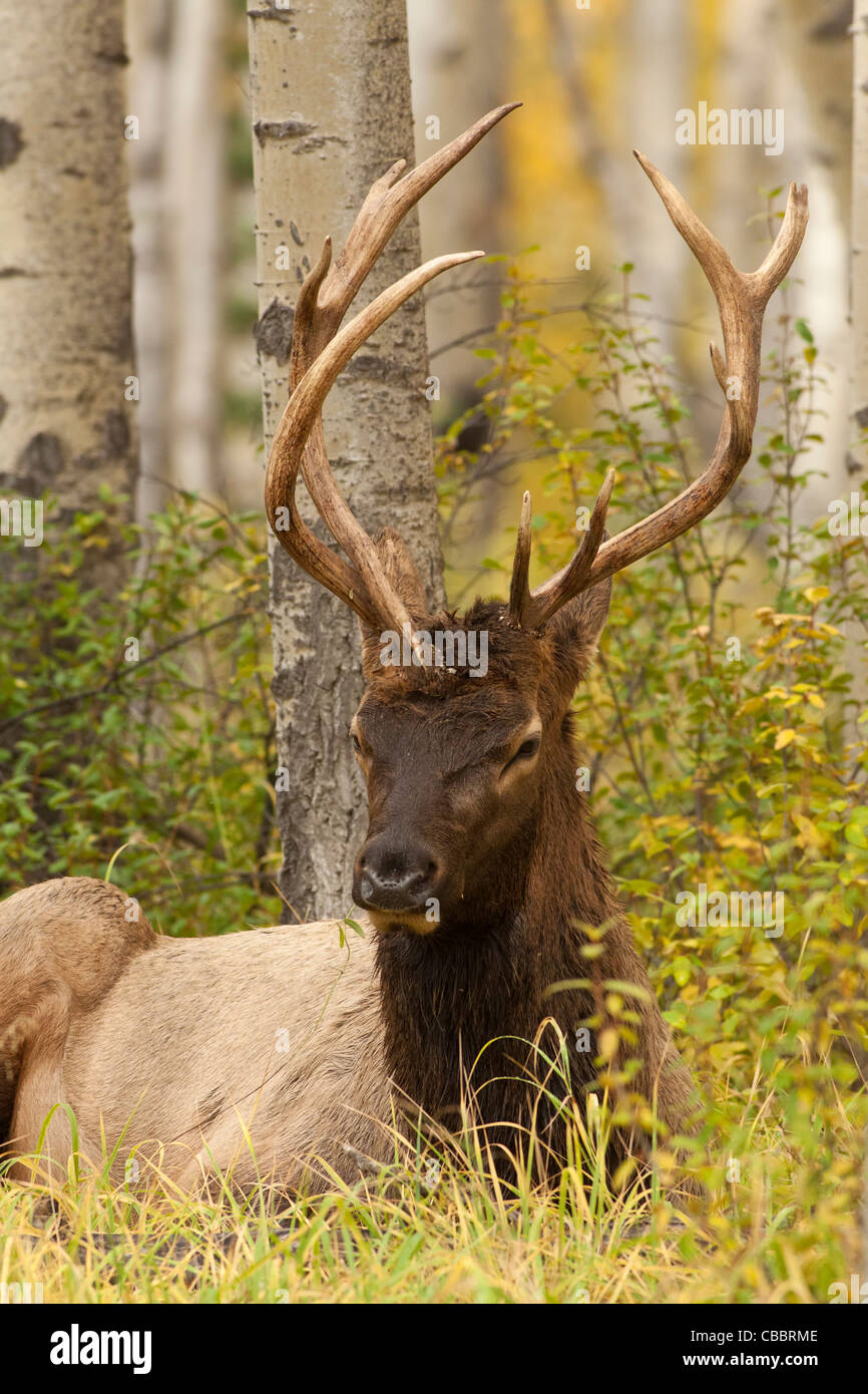 Torello elk con corna deformato in appoggio durante l autunno annuale solchi di stagione-Jasper National Park, Alberta, Canada. Foto Stock