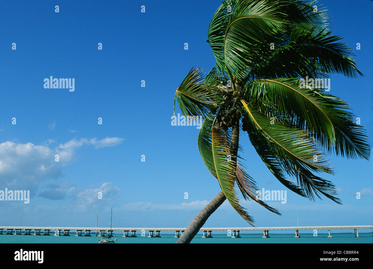 Foglie di palmo battenti nel vento di fronte al famoso sette miglia a ponte della Overseas Highway US 1 che collega Key Largo a Key West Foto Stock