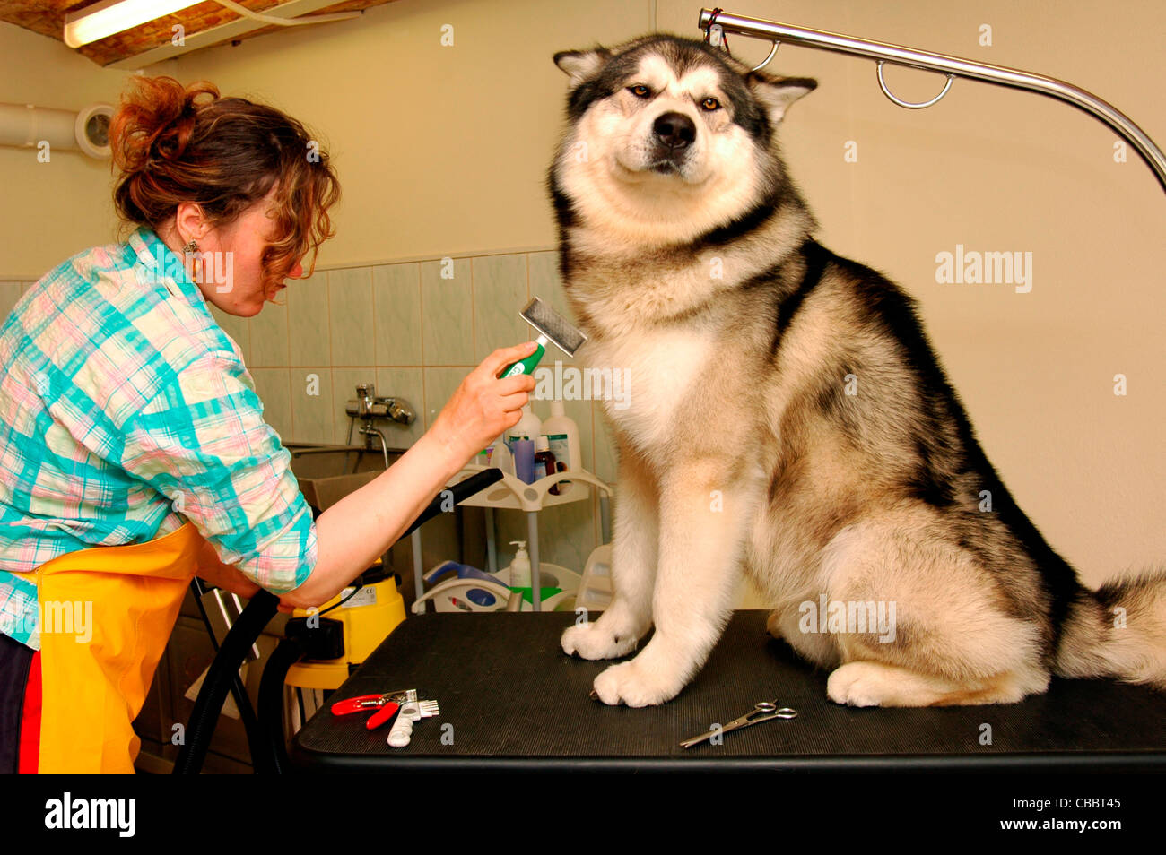 Toelettatura. groomer con un Alaskan Malamute Foto Stock