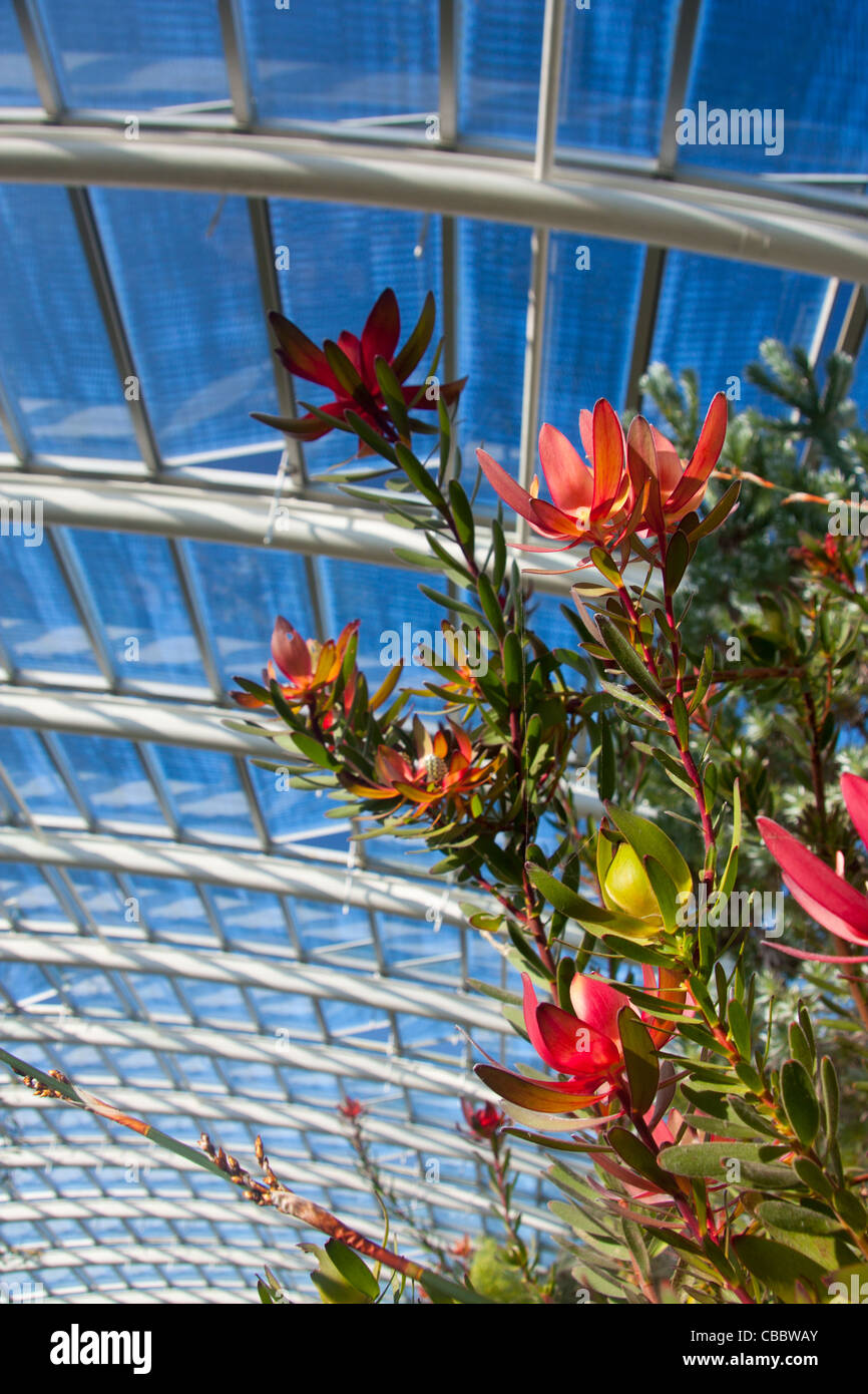 Red protea fiori all'interno grande serra in National Botanic Garden of Wales vicino Llanarthne Carmarthenshire West Wales UK Foto Stock
