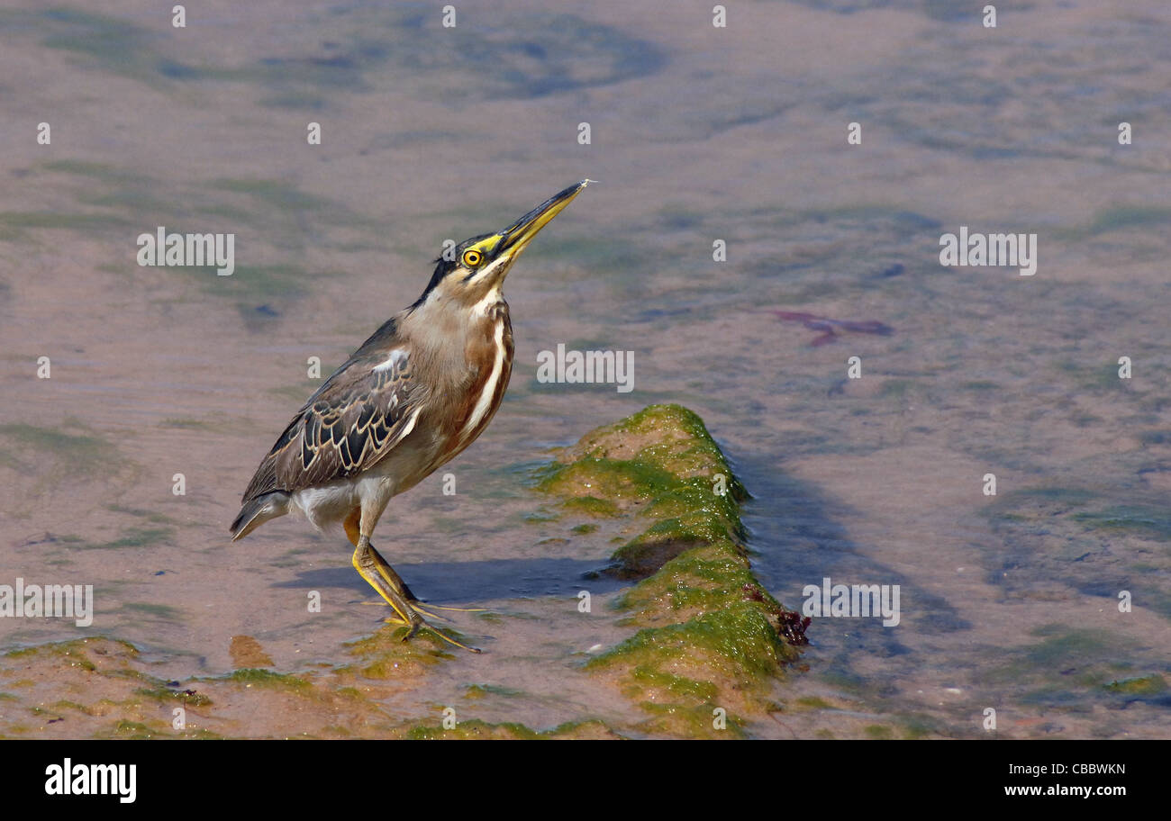 Un STRAITED HERON , BUTORIDES STRIATA STRIATA SULLA SPIAGGIA DI COSTA DIO SAUIPE, BRASILE Foto Stock