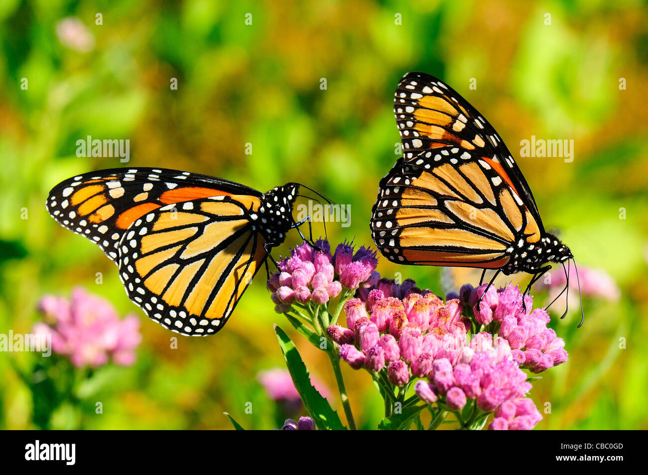 Farfalle monarca immagini e fotografie stock ad alta risoluzione - Alamy