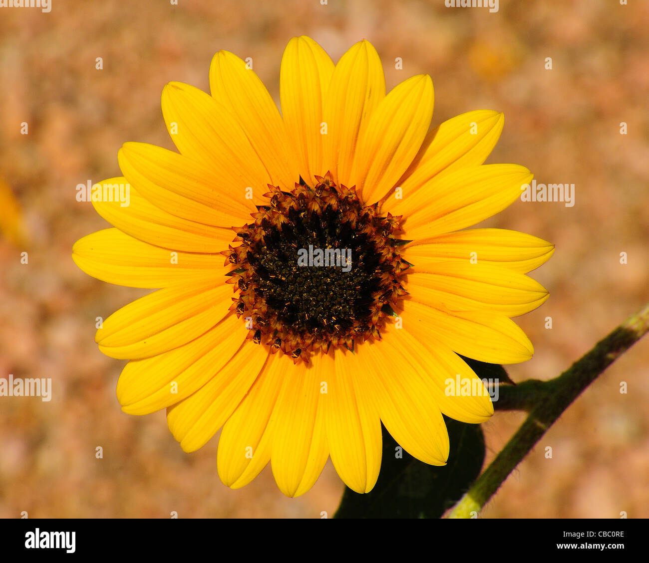 Massimiliano Girasole Foto Stock