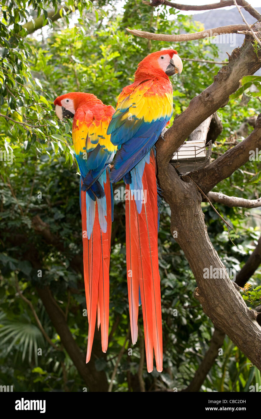 Hout Bay: mondo degli uccelli & Monkey Jungle - pappagalli macaw Foto Stock
