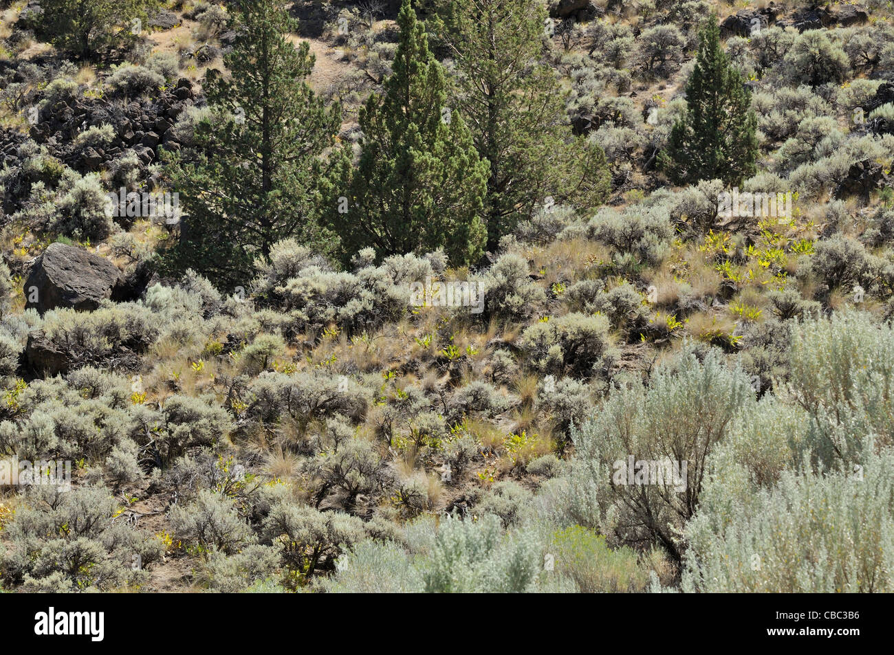 Deserto in scrub Cove stato Palisades Park, Oregon Foto Stock