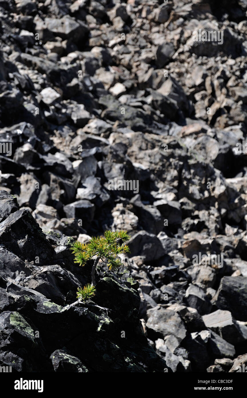 Newberry nazionale monumento vulcanico vicino a curvatura Oregon Foto Stock