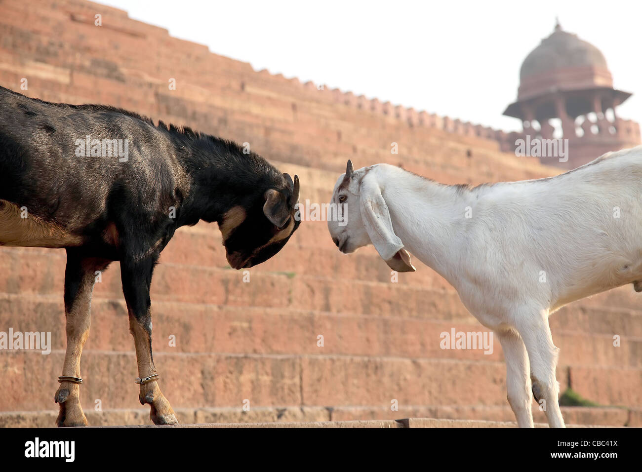 Capra,mammifero erbivoro,,animale,"hooved animale",bovini Foto Stock