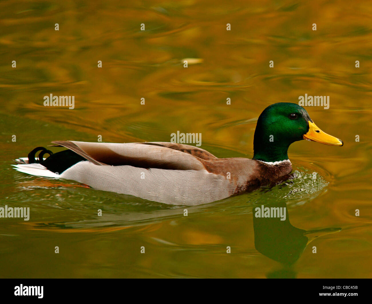 Drake Mallard duck (Anas platyrhynchos) nuoto in stagno riflettente Colore di autunno Foto Stock