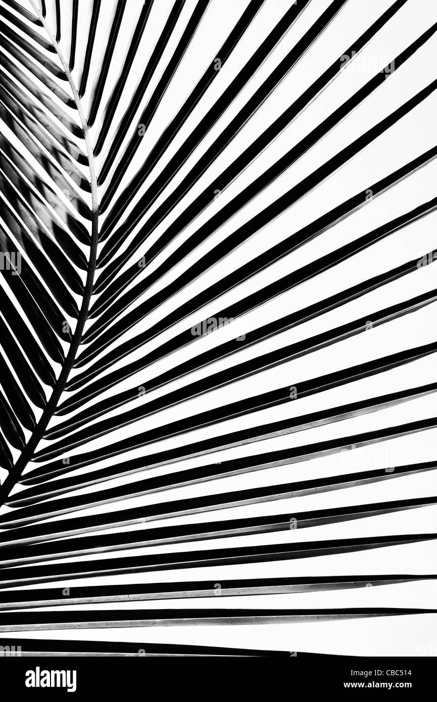 Coconut Palm tree leaf pattern. India. In bianco e nero Foto Stock