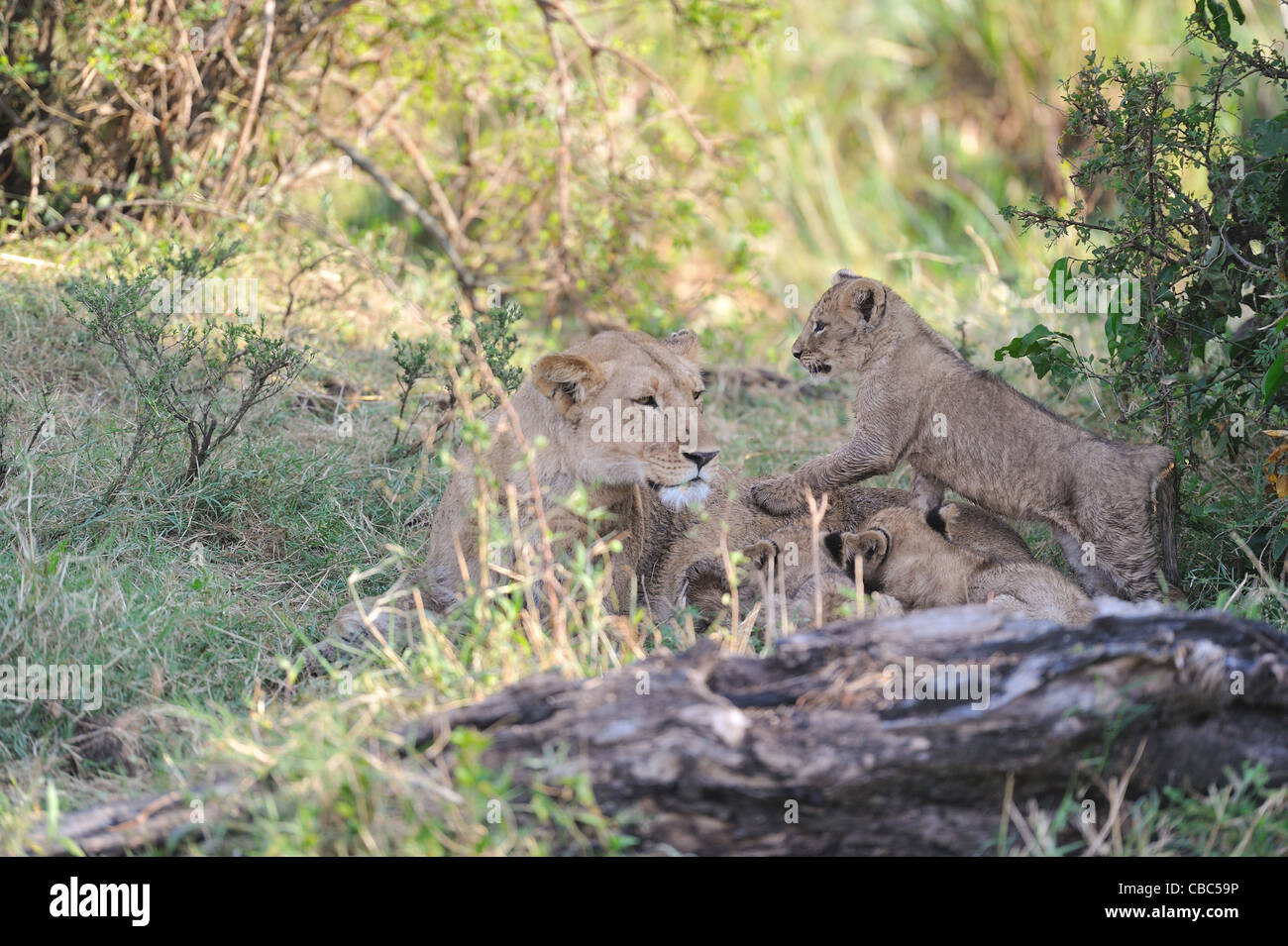 East African Lion - Massai lion (Panthera leo nubica) leonessa allattava il Cubs il Masai Mara Foto Stock