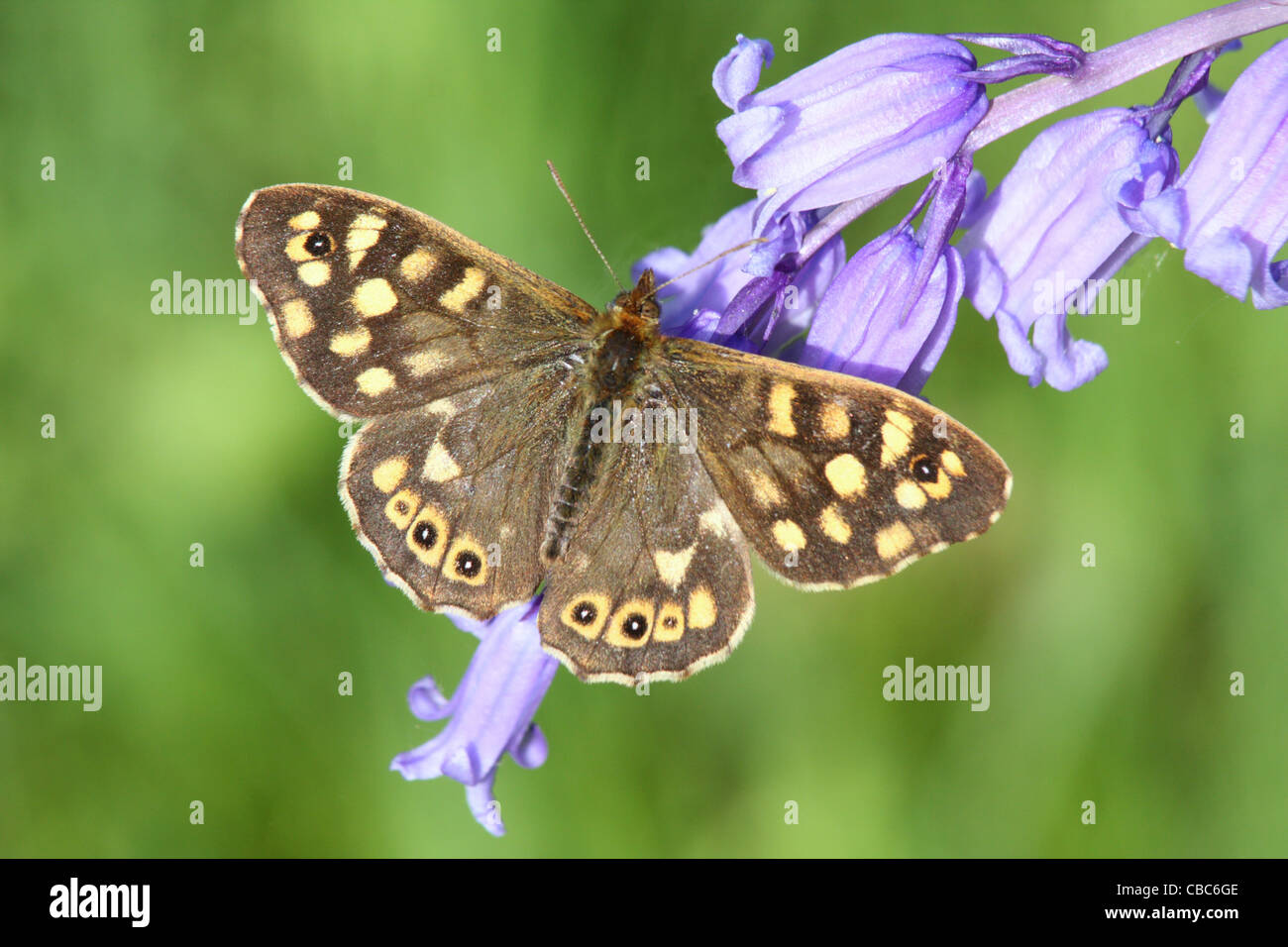 Chiazzato legno Butterfly, Pararge aegeria, alimentazione su un bluebell,Hyacinthoides non scripta Foto Stock