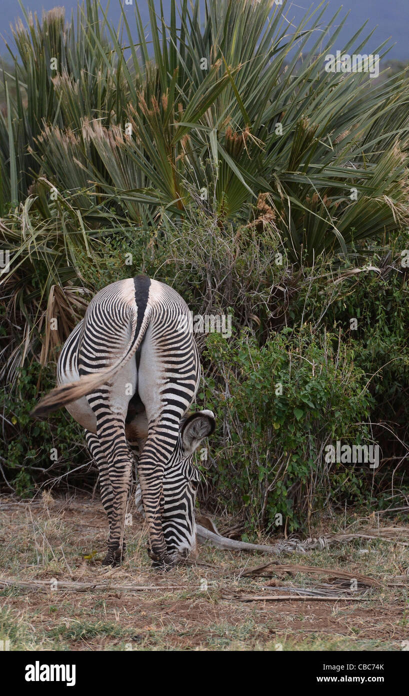 Kenya, Samburu riserva nazionale, Kenya, Grevys zebra, Equus gevyi, Foto Stock