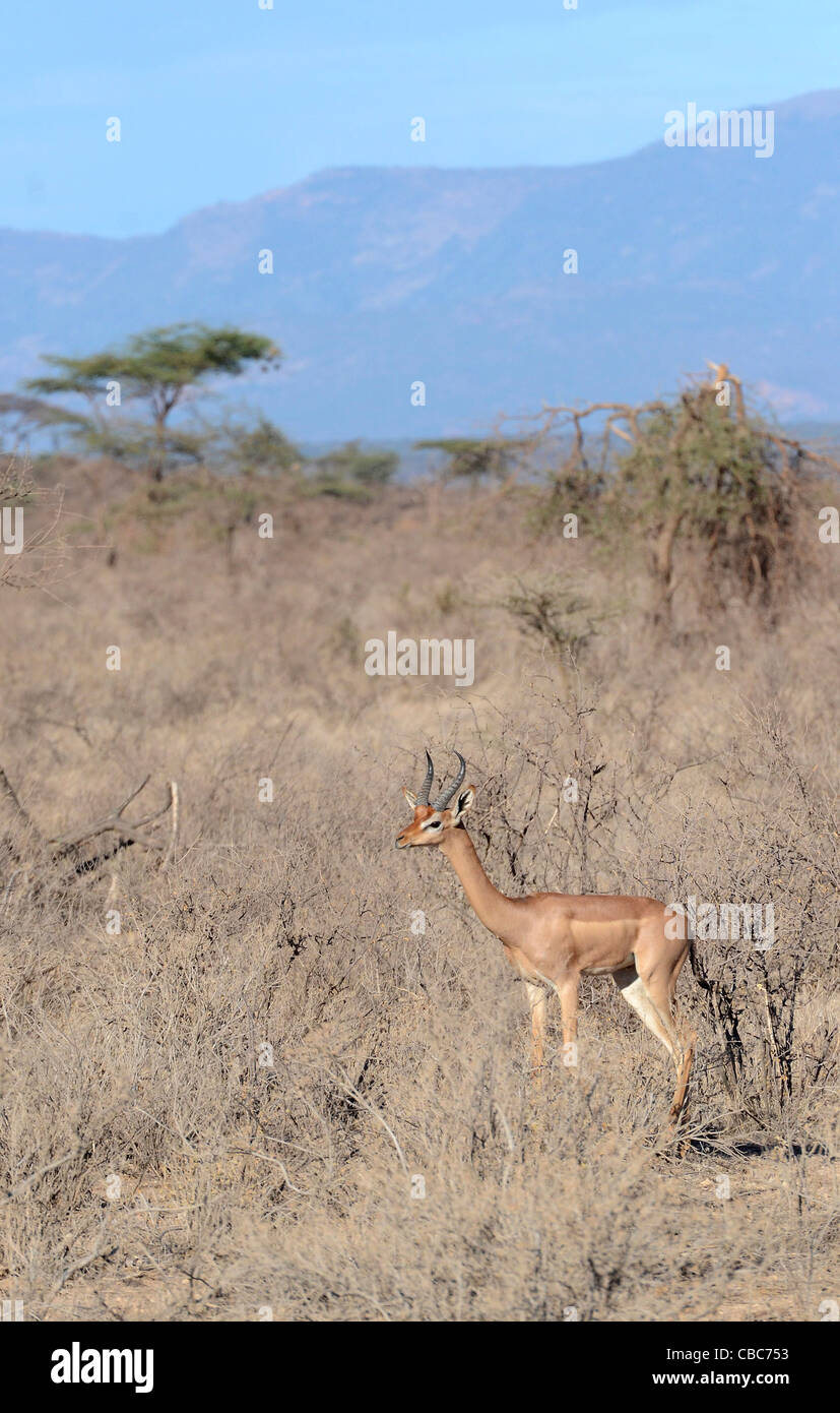 Kenya, Samburu riserva nazionale, Gerenuks Litocranius walleri, AKA Giraffa gazzella Foto Stock