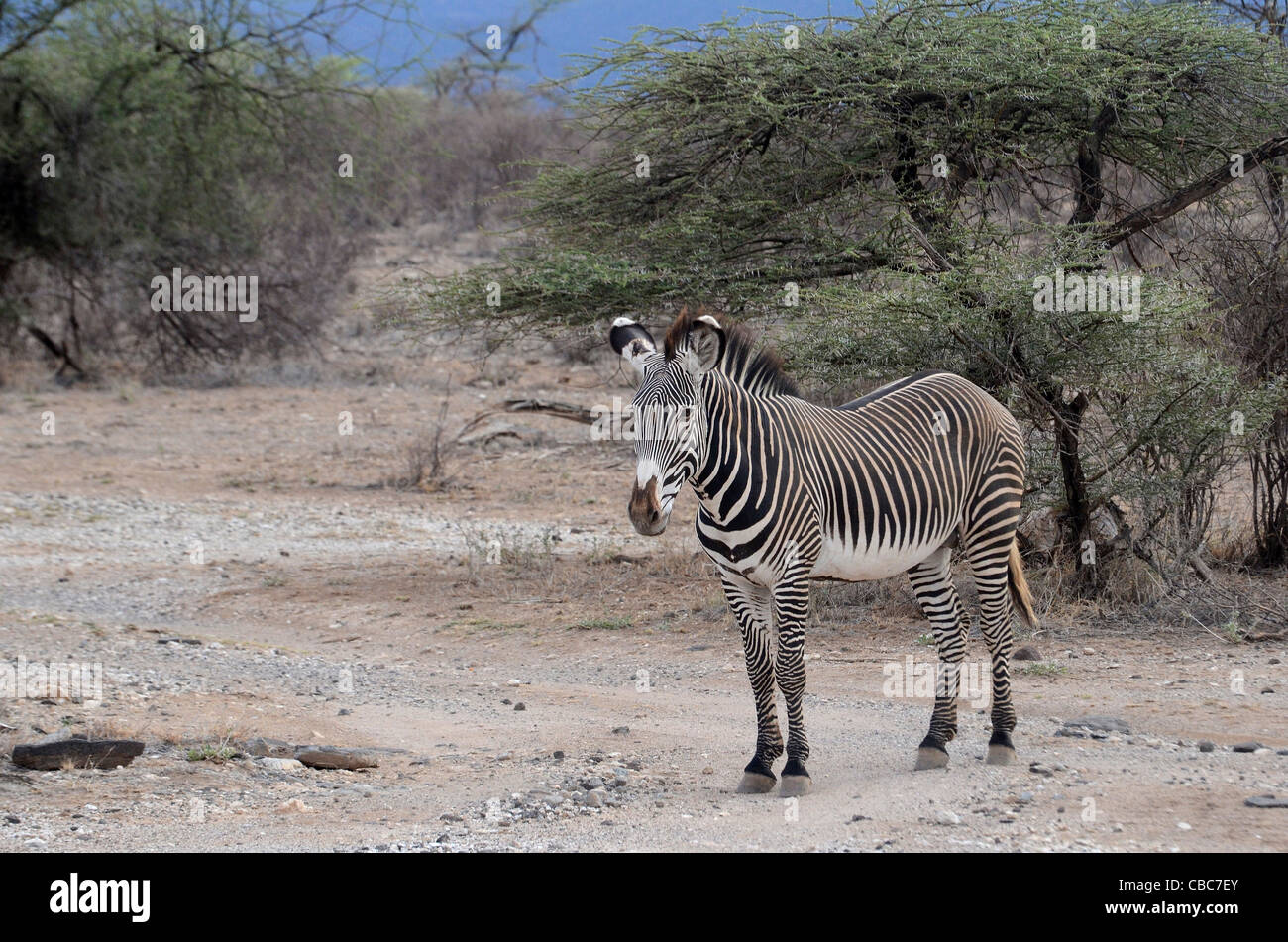 Kenya, Samburu riserva nazionale, Kenya, Grevys zebra, Equus gevyi, Foto Stock
