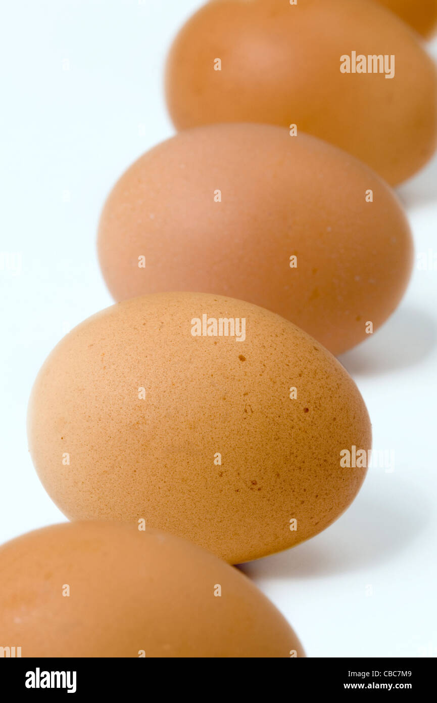 Brown uova di galline in fila contro uno sfondo bianco Foto Stock