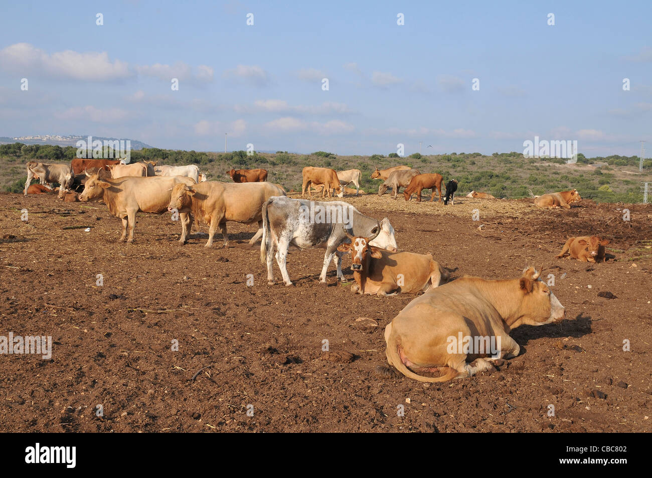 Israele, sul Monte Carmelo, libero bestiame al pascolo Foto Stock