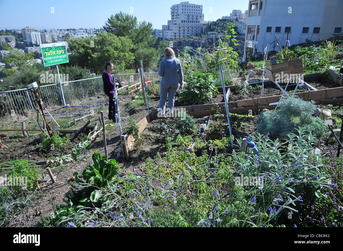 Israele Haifa, comunità giardino, piccoli appezzamenti di terreno sono assegnate alla residenza per il giardinaggio e agricoltura Foto Stock