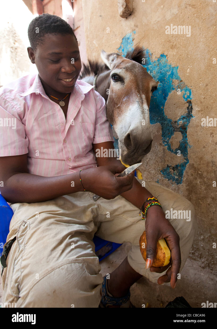 Ragazzo adolescente dando Potatoe bucce a vagare mulo, seduta in strada, Lamu, Kenya Foto Stock