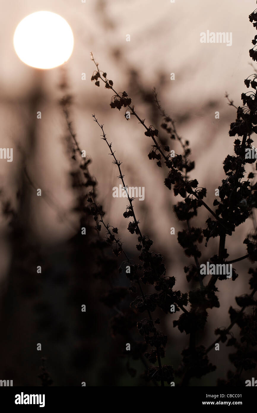 Tramonto immagine silhouette di Rumex, dock fiore di erbaccia presi in Somerset, Regno Unito. Colore seppia Foto Stock