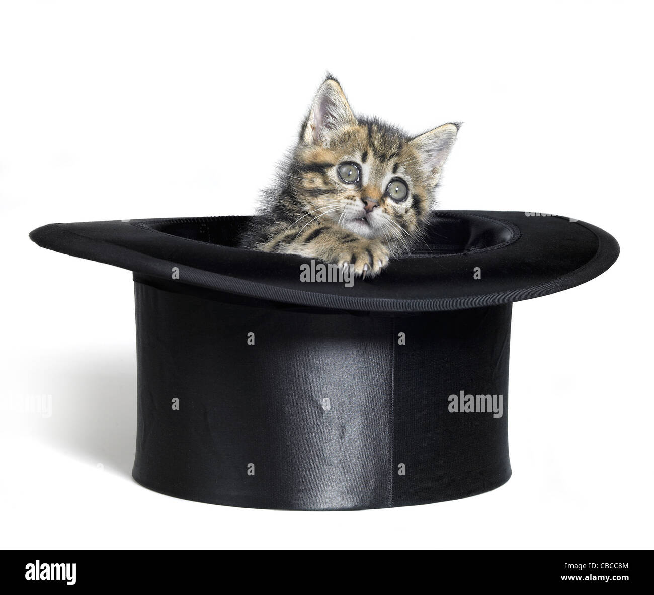 Studio fotografico di un gattino dentro un top hat, isolato su bianco Foto Stock