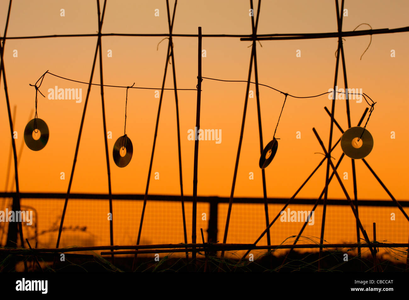 Arancione tramonto silhouette, bird scarer, quattro CD musicali, al vento, pendente dal giardino di bambù canne su un riparto. Foto Stock