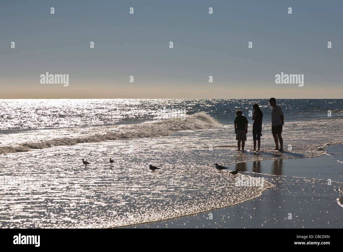 Uccelli costieri sulla spiaggia nel Golfo del Messico in Alabama Foto Stock
