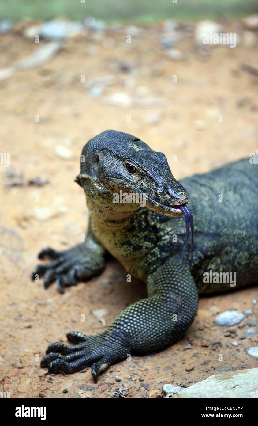 L'elemento di monitoraggio presenza acqua Lizard a Lok Kawi Wildlife Park in Kota Kinabalu. Foto Stock