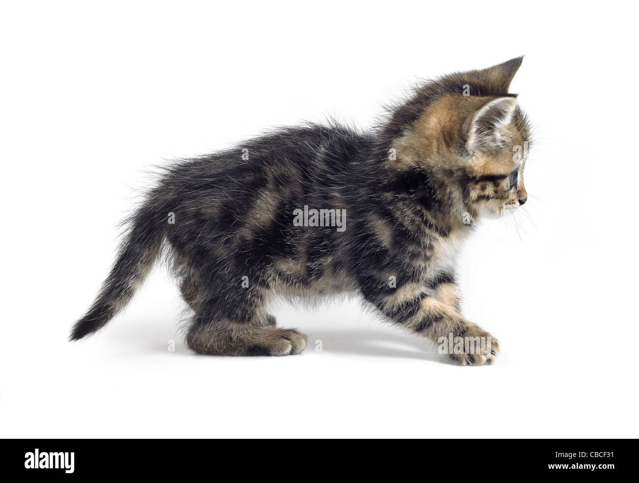 Studio fotografico di un gattino durante la riproduzione, isolato su bianco Foto Stock