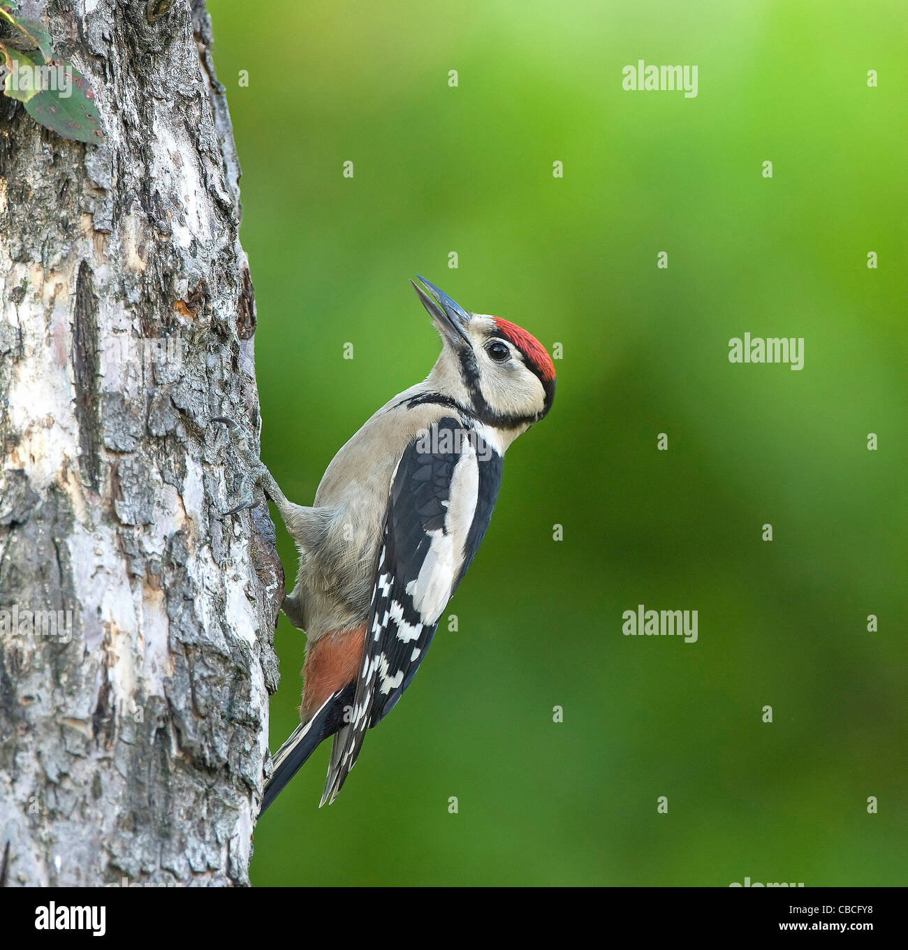 Grande;Spotted; Woodpecker; (bambino); Dendrocopos major Foto Stock