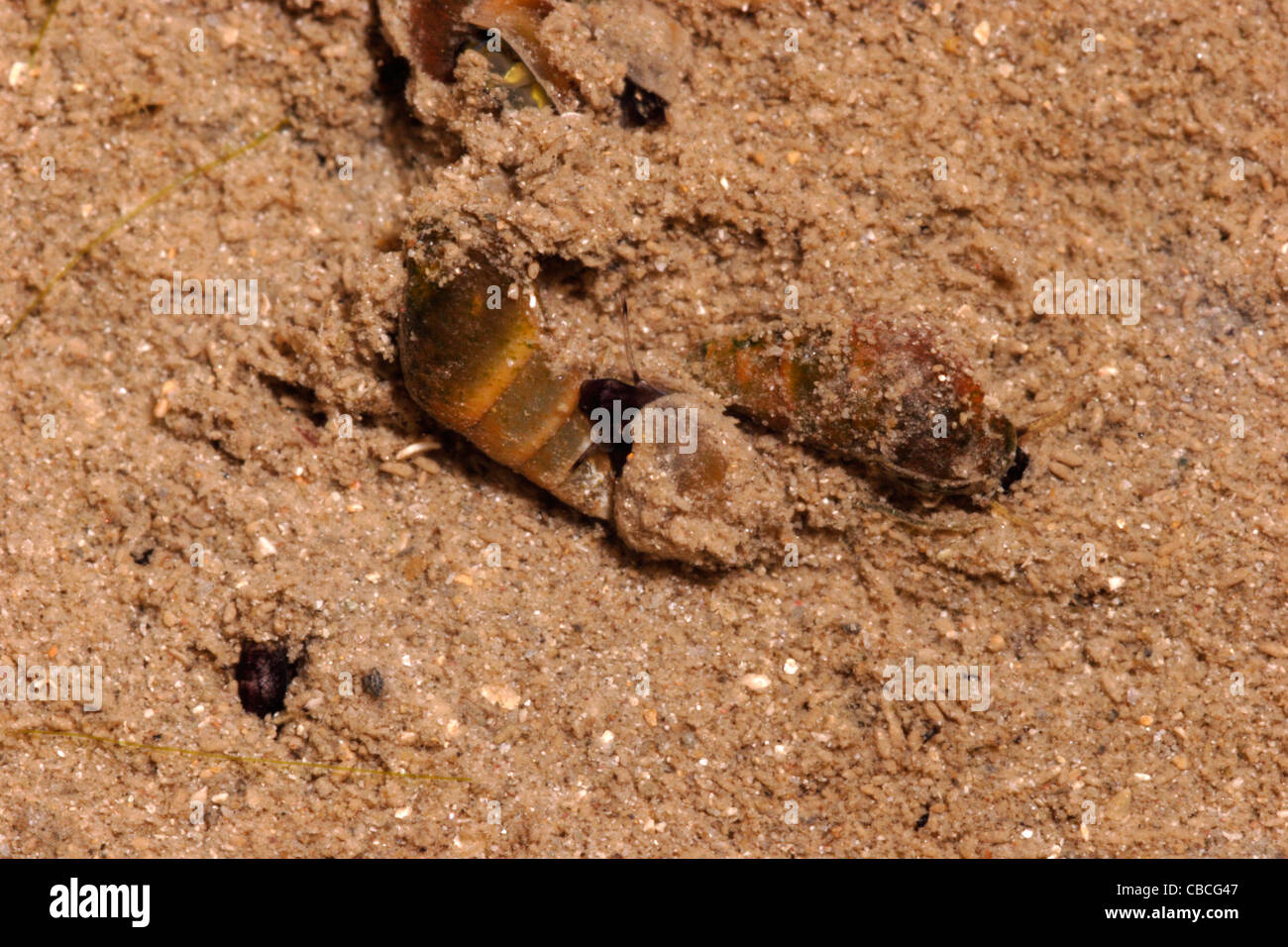 Laver guglia gusci (Hydrobia ulvae : Hydrobiidae) scavando nel fango come la marea si ritira, UK. Foto Stock