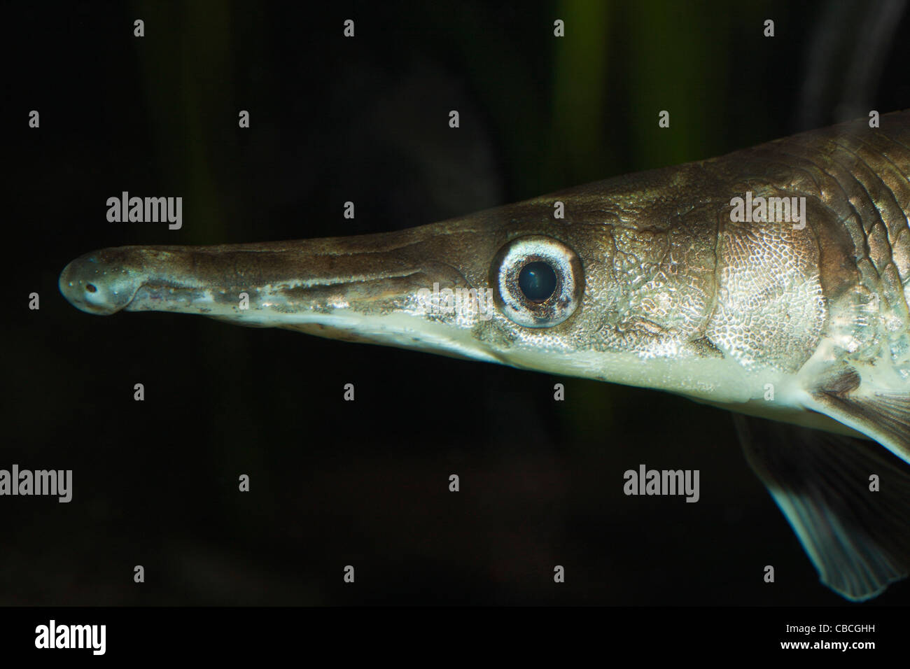 Avvistato Gar, Lepisosteus oculatus, Florida, Stati Uniti d'America Foto Stock