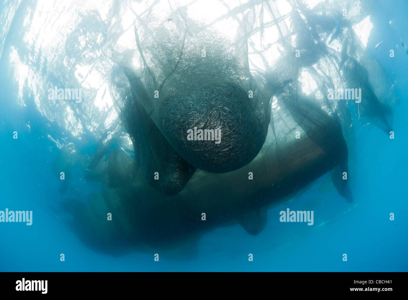 Rete da pesca della pesca piattaforma chiamata Bagan, Cenderawasih Bay, Papua occidentale, in Indonesia Foto Stock