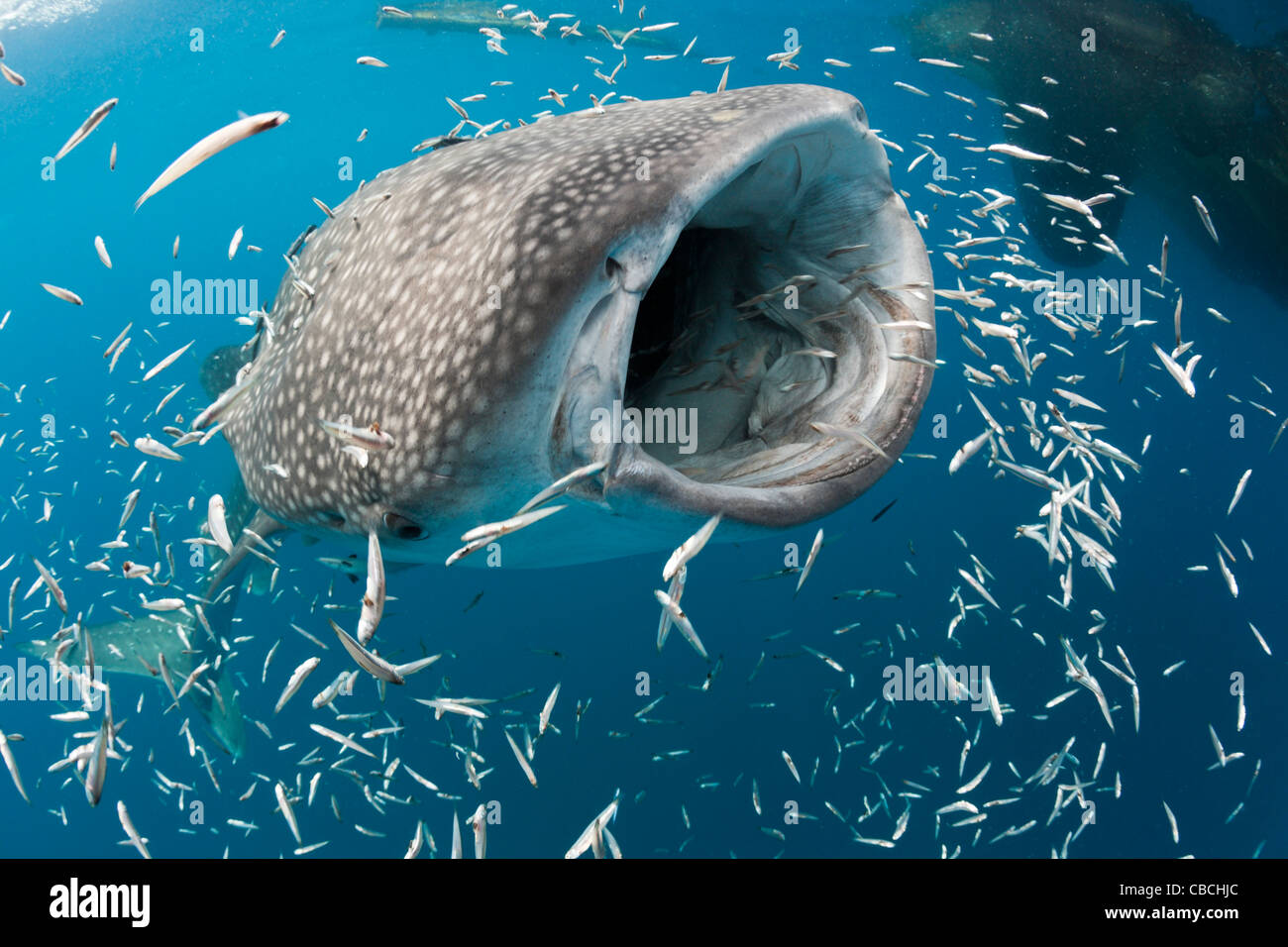 Alimentazione di squalo balena, Rhincodon typus, Cenderawasih Bay, Papua occidentale, in Indonesia Foto Stock