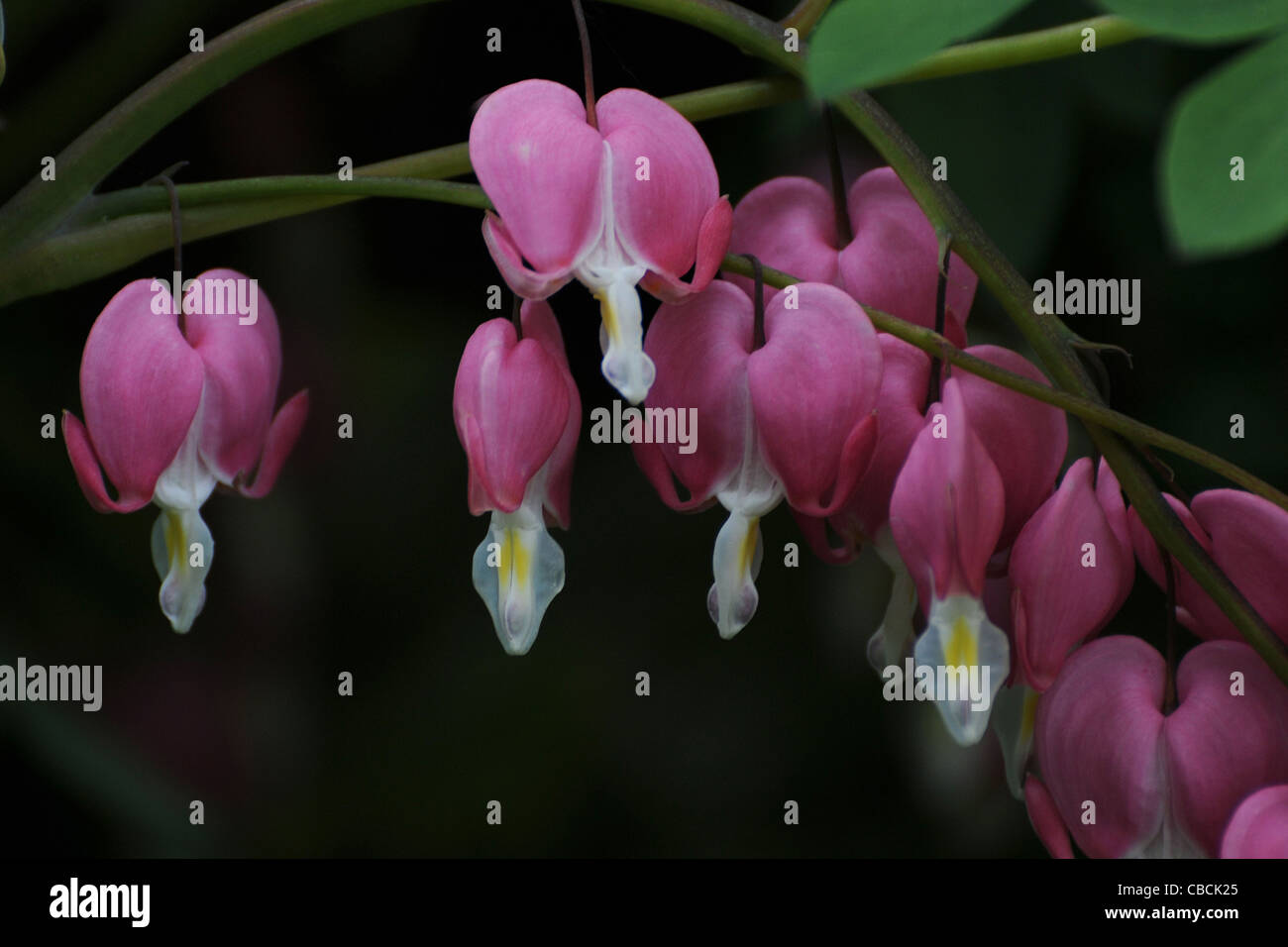 DICENTER SPECTABLILIS ALOSO conosciuta come il cuore di sanguinamento o olandese pantaloni Foto Stock