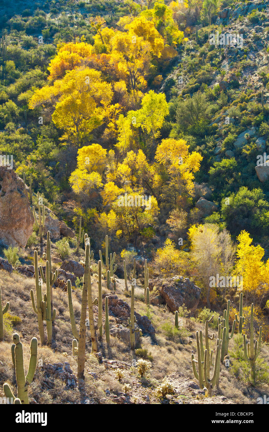Bella Arnet Creek zona ripariale è situato a ovest di Superior, AZ. Golden Fremont Cottonwoods. Foto Stock