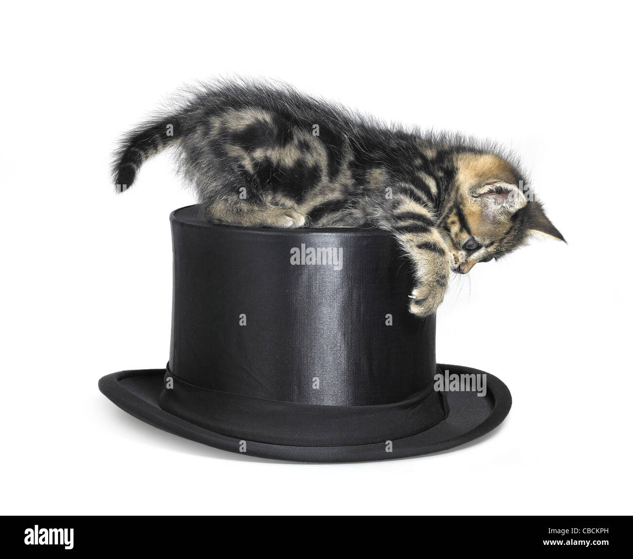 Studio fotografico di un gattino giocando con un nero top hat, isolato su bianco Foto Stock