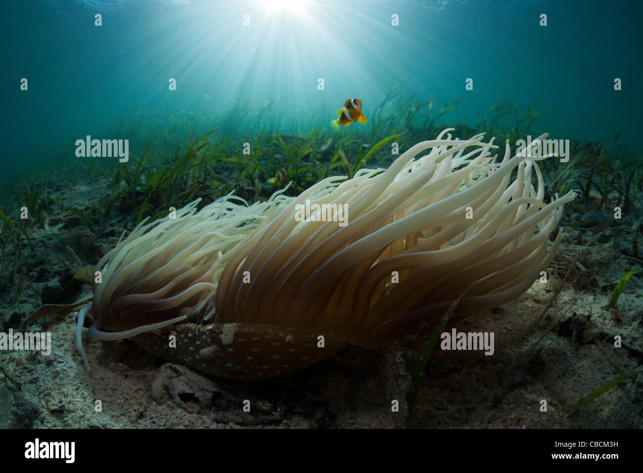 Cuoio anemone marittimo con Clarks Anemonefish nelle praterie di fanerogame Heteractis crispa Amphiprion clarki, Cenderawasih Bay Indonesia Foto Stock