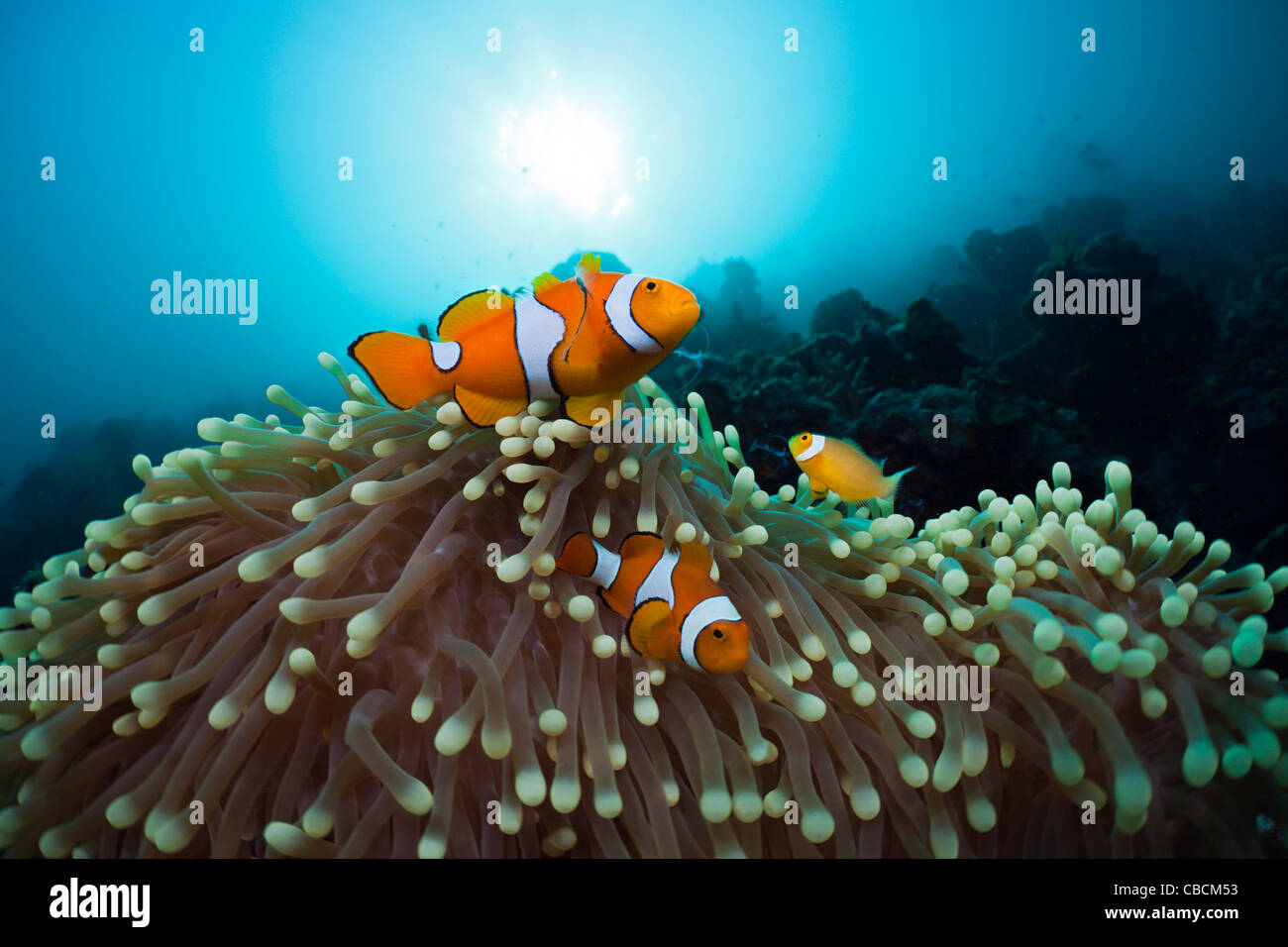 Famiglia di clown, Anemonefish Amphiprion ocellaris, Cenderawasih Bay, Papua occidentale, in Indonesia Foto Stock