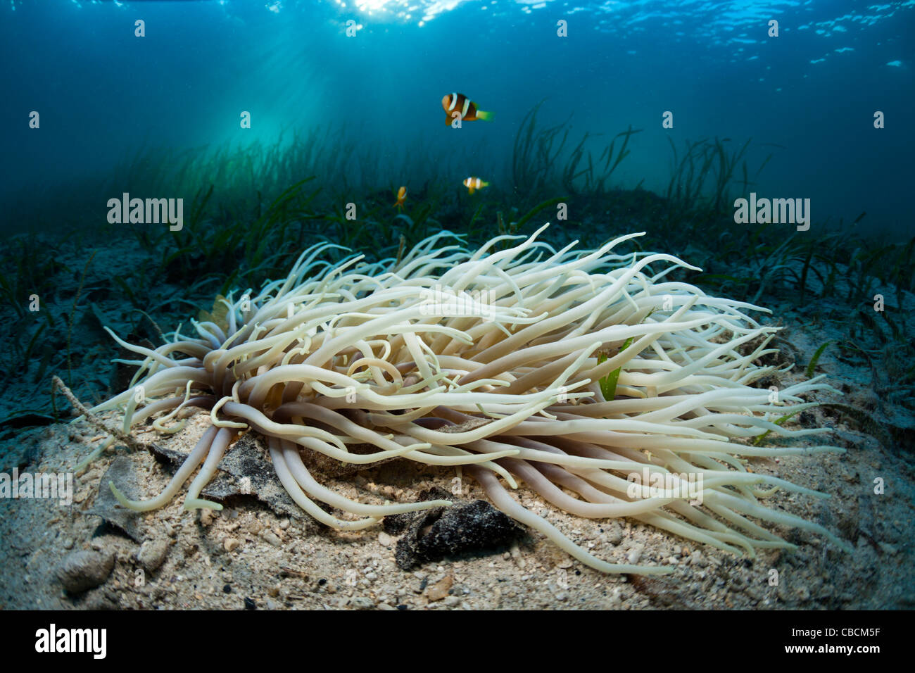 Cuoio anemone marittimo con Clarks Anemonefish nelle praterie di fanerogame Heteractis crispa Amphiprion clarki, Cenderawasih Bay Indonesia Foto Stock