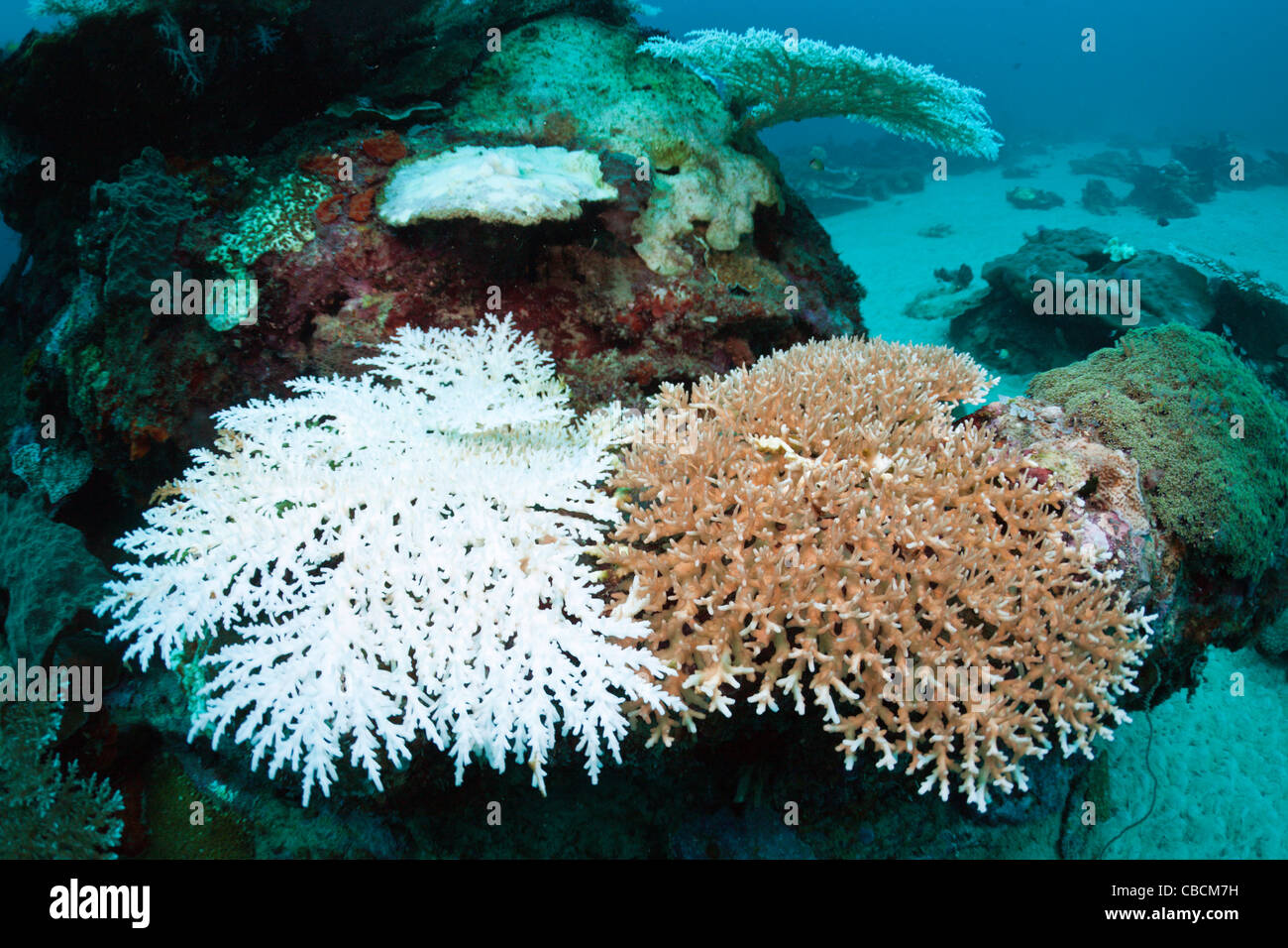 Imbianchiti coralli, Cenderawasih Bay, Papua occidentale, in Indonesia Foto Stock