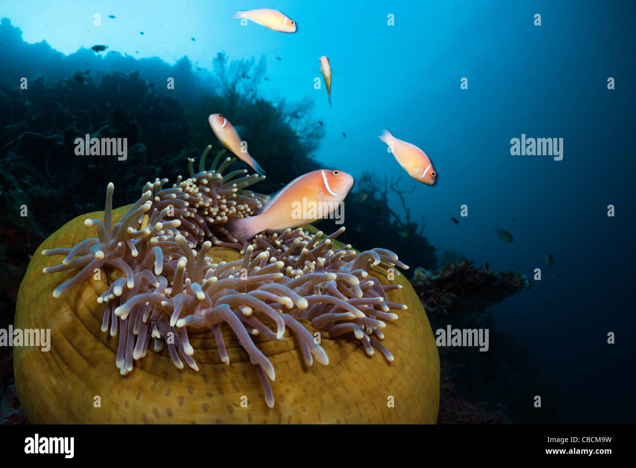Pink Anemonefish nel magnifico mare Anemone, Amphiprion perideraion, Heteractis magnifica, Cenderawasih Bay, Indonesia Foto Stock