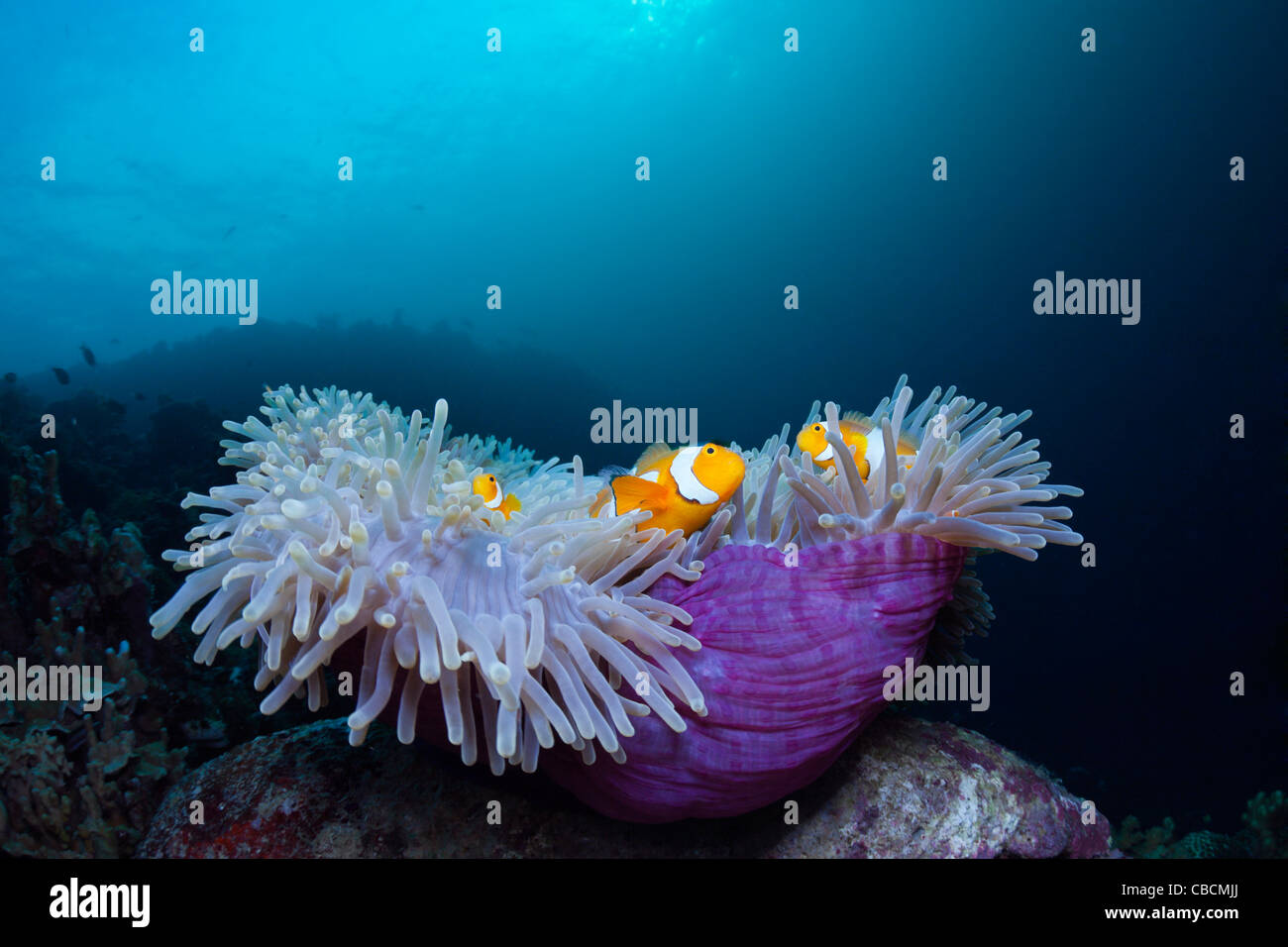 Clown Anemonefish in imbianchiti anemone marittimo, Amphiprion ocellaris, Heteractis magnifica, Papua occidentale, in Indonesia Foto Stock